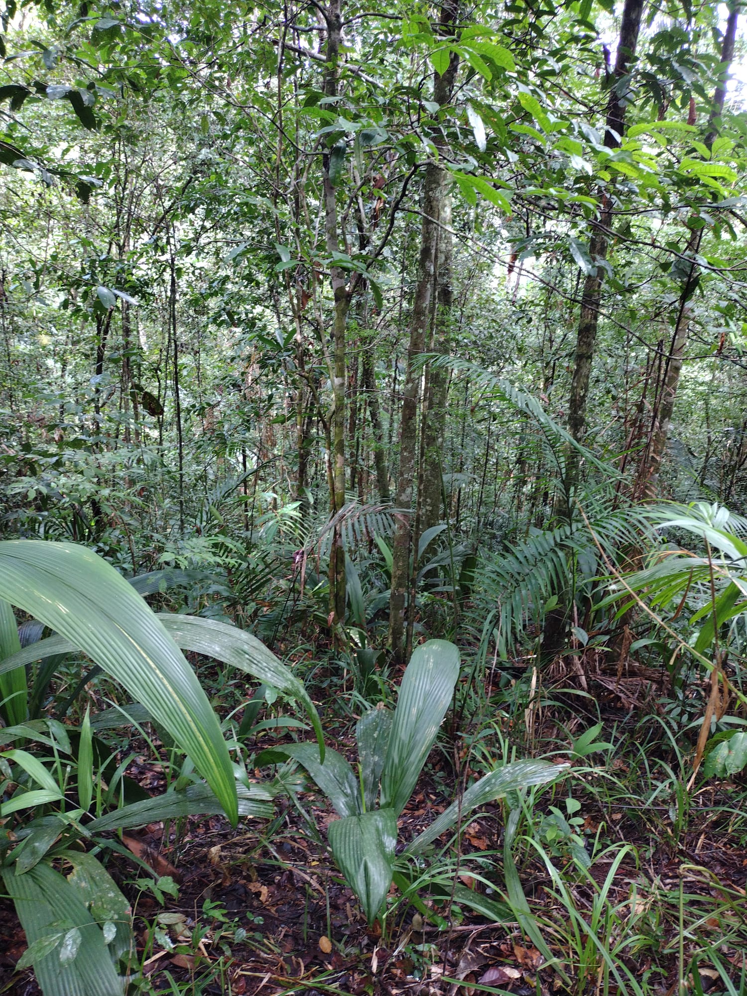 Floresta Amazónica - Amapá 02