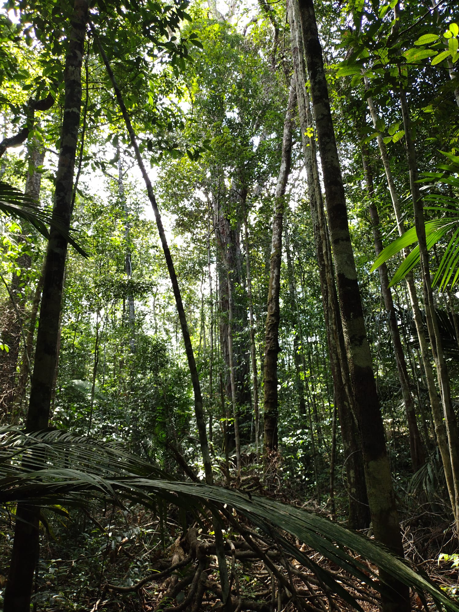 Floresta Amazónica - Amapá 06