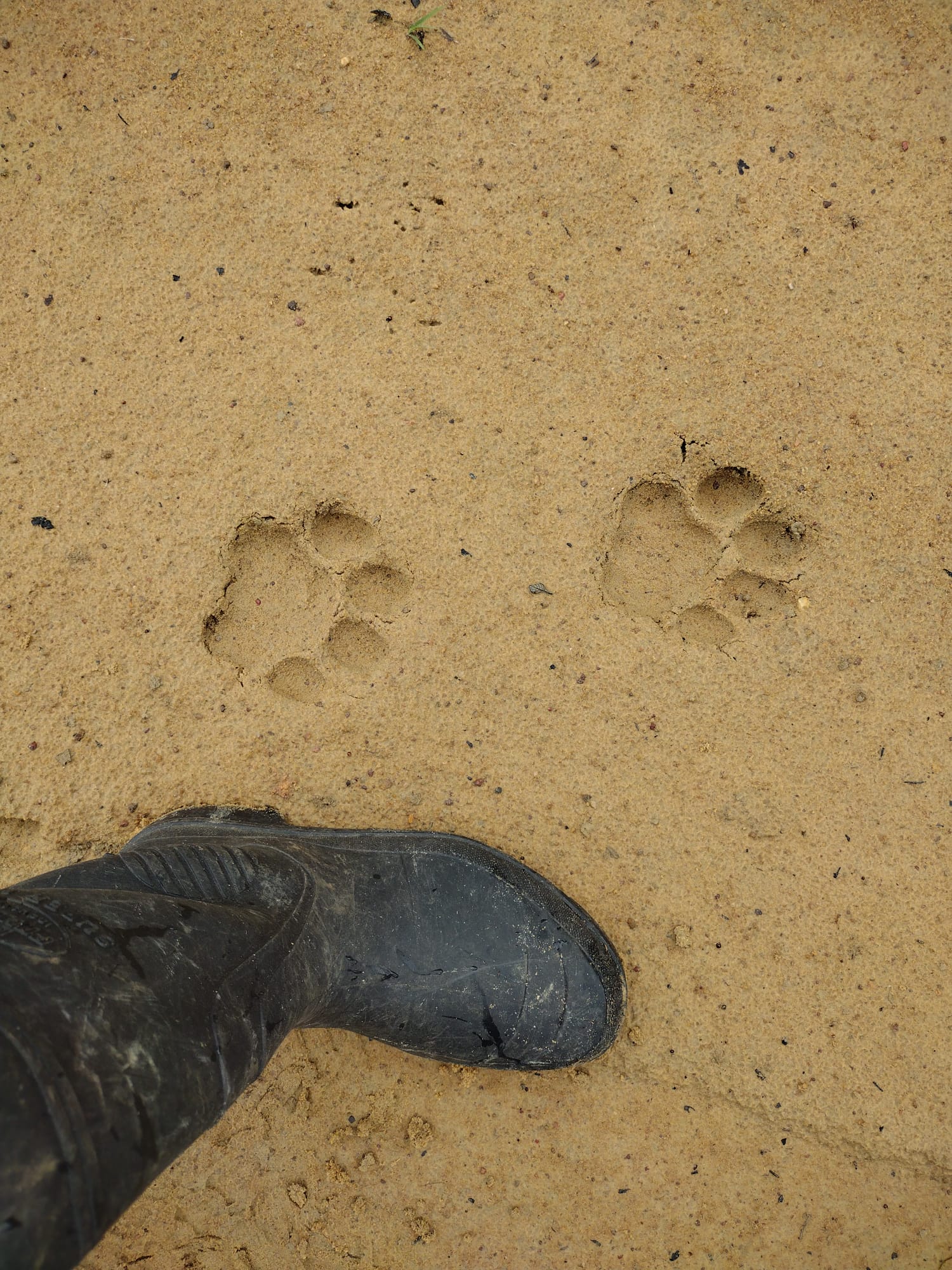 Pegada Panthera onca - Amapá 07